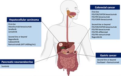 Current and emerging anti-angiogenic therapies in gastrointestinal and hepatobiliary cancers